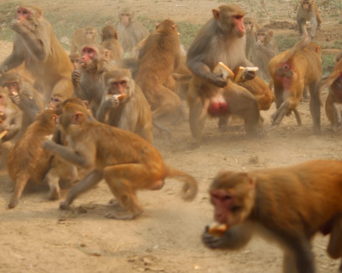 Monkeys in Chandigarh