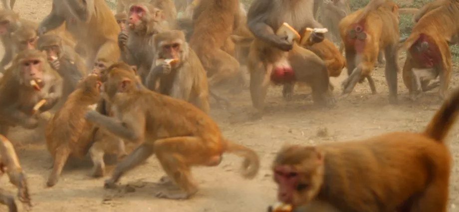 Monkeys in Chandigarh