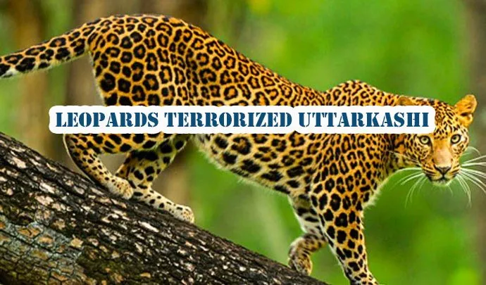 Leopards in Uttarkashi