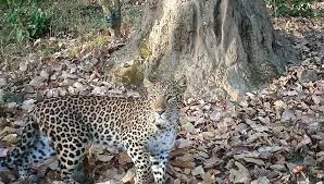 leopard in uttarakhand