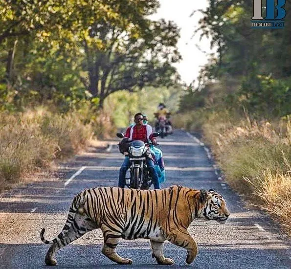 Tiger Saunters Across Road In Front Of Motorcyslists Edited 1