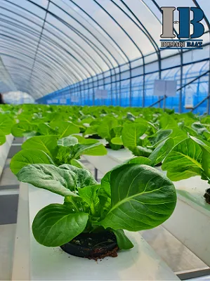 Leafy Vegetables Are Growing Indoor Farm Vertical Farm Vertical Farm 3